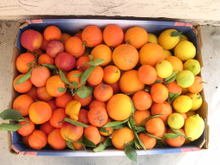 Another_year_of_no_scurvy