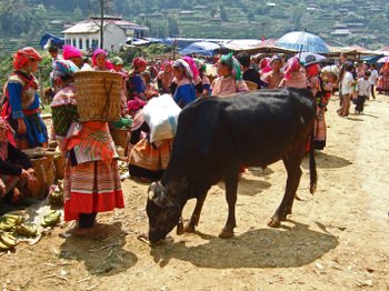 Cancau27