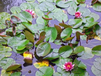 Chinesegarden08