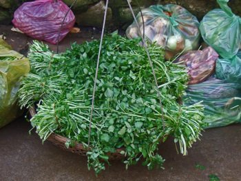 Chosapa08