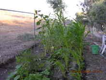 Corn_with_lone_sunflower