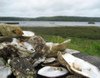 Oyster07