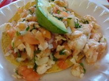 Palomino_003