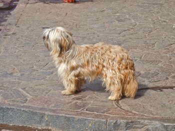 Peru1_093