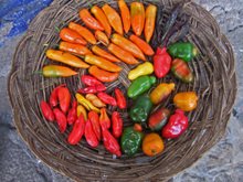 Peru1_120