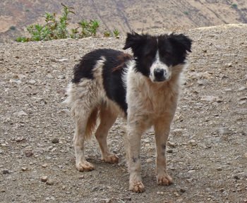 Peru1_328