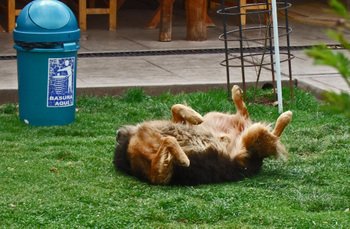 Peru1_346