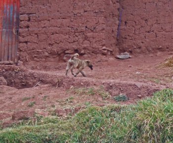 Peru1_467