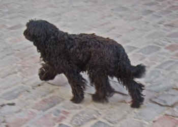 Peru2_004