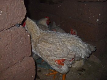 Peru2_110