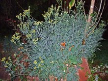 Peru2_111