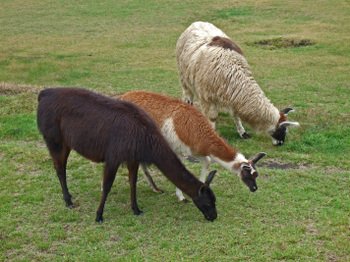 Peru3_155