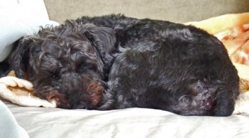 Sammyfoodcoma