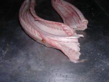 Snake_002