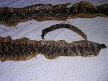 Snake_003
