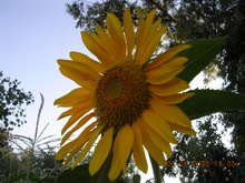 Sunflower_001