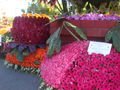 Roseparade09 022