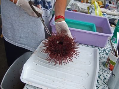 Uni-licious04