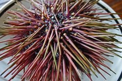 Uni-licious06