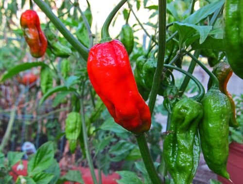 Tried a ghost pepper