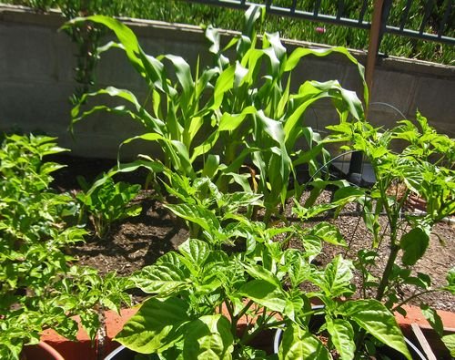 This years garden 03