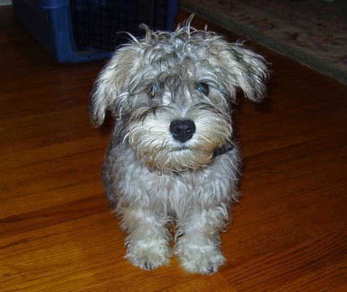 Frankie's First Night Home 2003