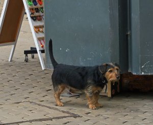 IMG_7445
