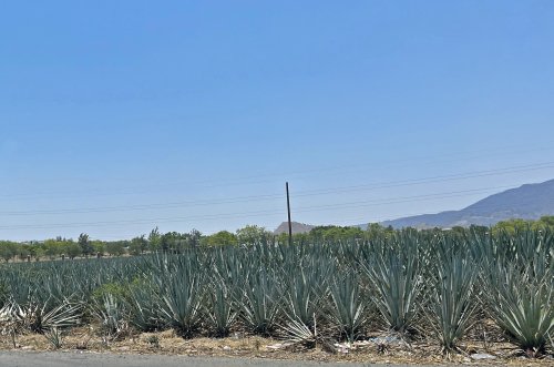 IMG_9775